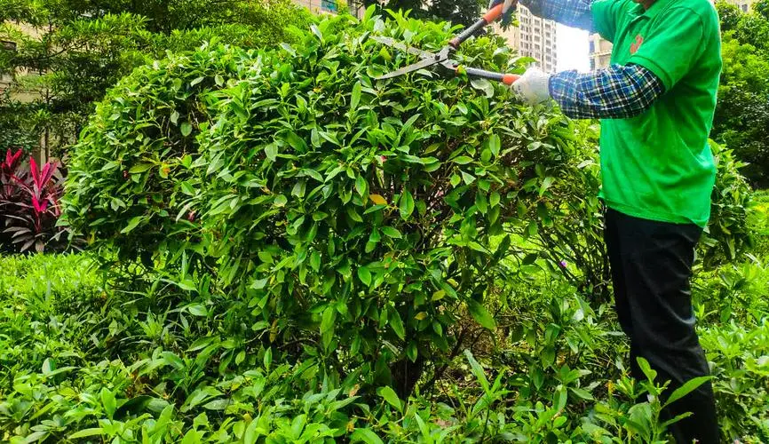 高效园林管理：面试中如何了解应聘者的领导能力？